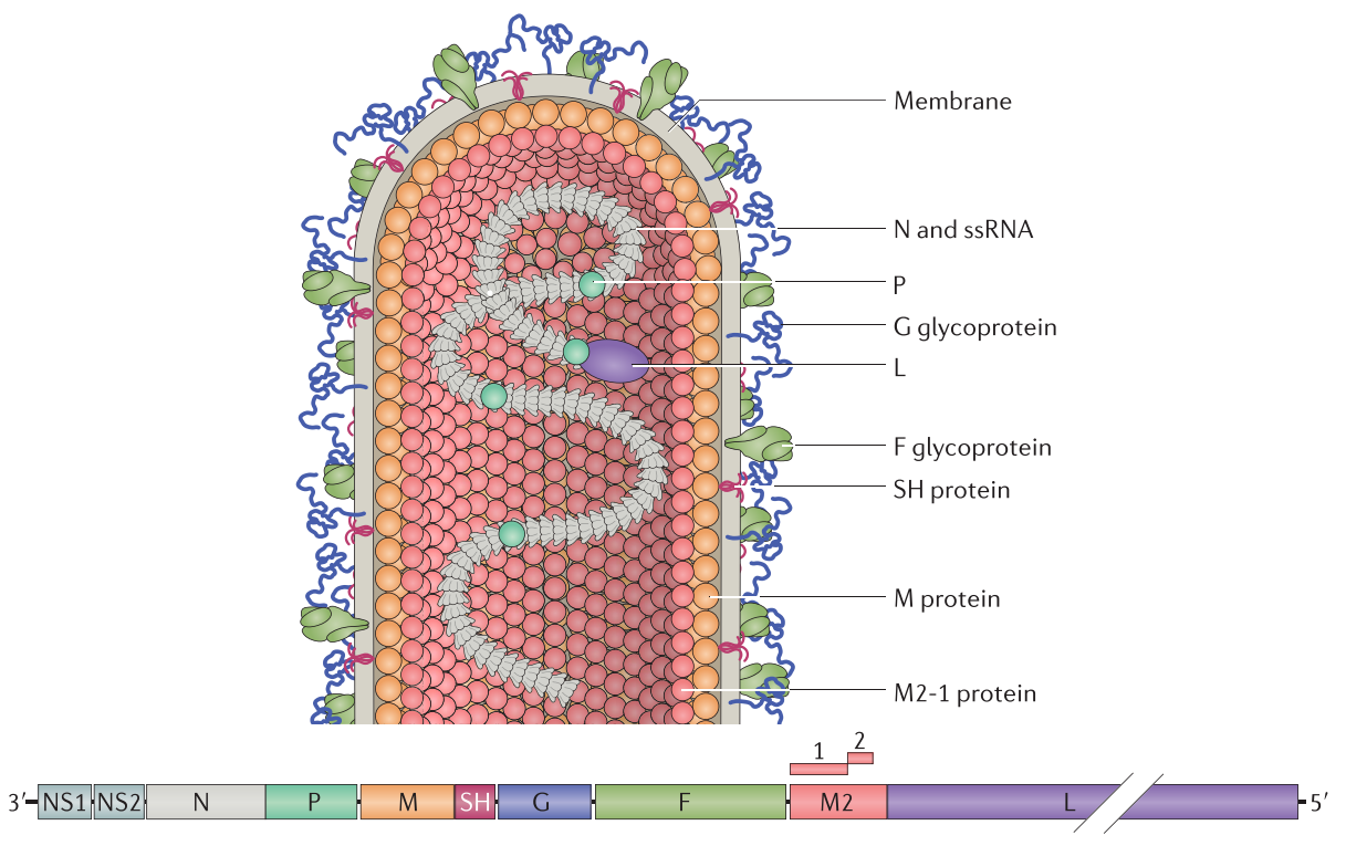Respiratory Syncytial Virus Antigens and Antibodies for Vaccine Development